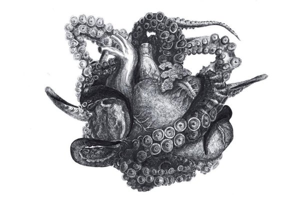 Кракен krakens13 at